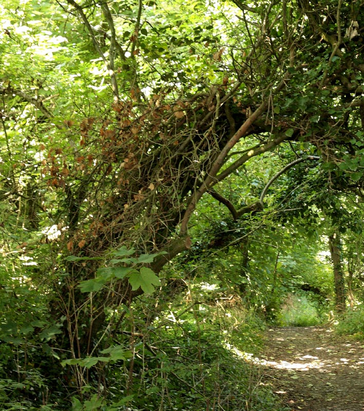 Tree-lined path