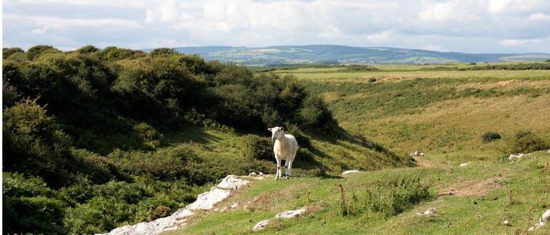 A baleful sheep