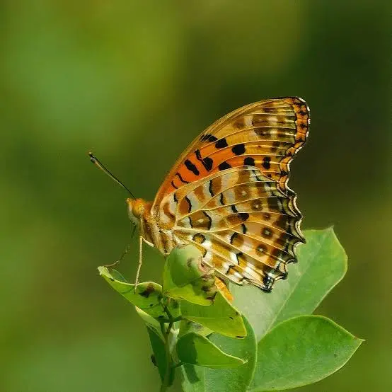 butterfly
